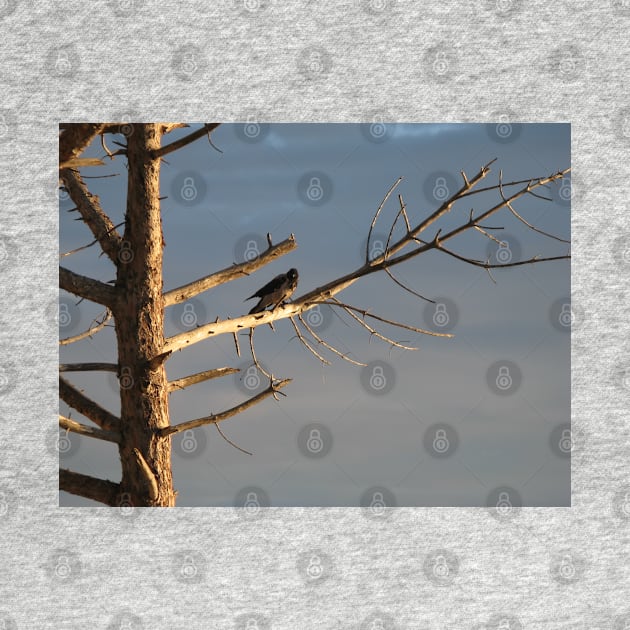 Crow on the dry tree by Parafull